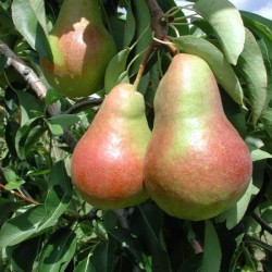 BIO Poires suisses, 6.5kg env.