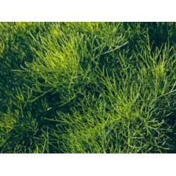 BIO Aurone mâle (abrotani)