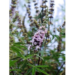 BIO gattilier (fleur) 1kg