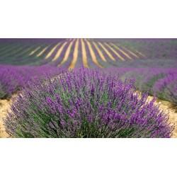 BIO Lavande (fleurs)