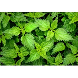 BIO Orties (feuilles) coupées