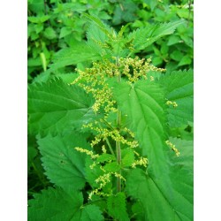 BIO Ortie (graines) 1kg