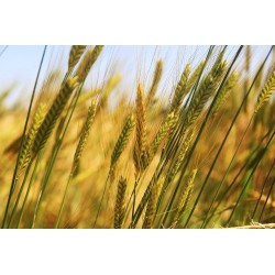BIO farine d'engrain 5kg