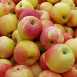 BIO Pommes suisses, 12kg env