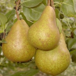 BIO Poires suisses, 6kg env.