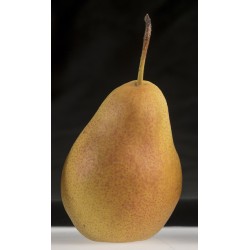 BIO Poires suisses, 6kg env.