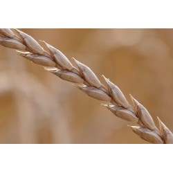Epeautre suisse, 2.5 - 5kg