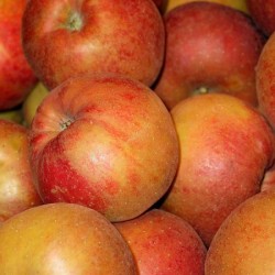 BIO Pommes suisses, 12kg env